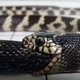 California kingsnake (Lampropeltis californiae) consuming a large Western ratsnake (Pantherophis obsoletus). (Image: David Penning, Missouri Southern State University)